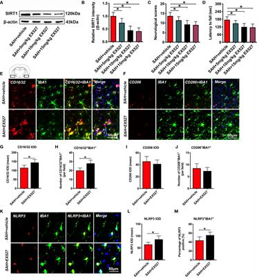 SIRT1 Promotes M2 Microglia Polarization via Reducing ROS-Mediated NLRP3 Inflammasome Signaling After Subarachnoid Hemorrhage